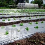 Producción de lechuga en Masaya abre más mercados para productores Producción de lechuga en Masaya abre más mercados para productores