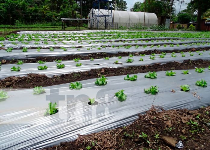 Producción de lechuga en Masaya abre más mercados para productores
