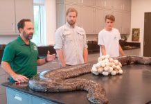 Encuentran la pitón más grande del mundo en Florida Encuentran la pitón más grande del mundo en Florida