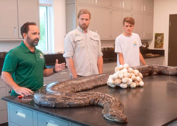 Encuentran la pitón más grande del mundo en Florida