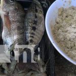Acuicultor elabora concentrado para peces en la Isla de Ometepe Acuicultor elabora concentrado para peces en la Isla de Ometepe