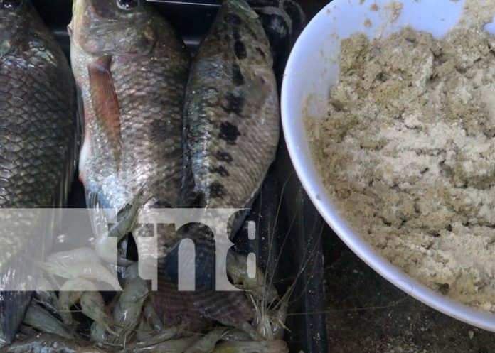 Acuicultor elabora concentrado para peces en la Isla de Ometepe