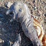 «Parece un orco»: Extraño animal es encontrado en Egipto "Parece un orco": Extraño animal es encontrado en Egipto