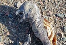 «Parece un orco»: Extraño animal es encontrado en Egipto "Parece un orco": Extraño animal es encontrado en Egipto
