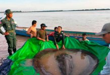 Video: Atrapan en Camboya la manta Raya más grande del mundo Atrapan en Camboya al pez de agua dulce más grande del mundo