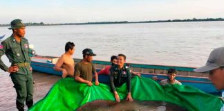 Atrapan en Camboya al pez de agua dulce más grande del mundo