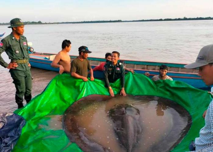 .4 Atrapan en Camboya al pez de agua dulce más grande del mundo