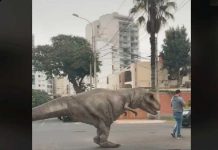 Viral: Un «dinosaurio» se pasea por las calles de Perú causando asombro Un "dinosaurio" se pasea por las calles de Perú causando asombro