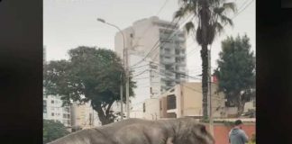 Un "dinosaurio" se pasea por las calles de Perú causando asombro