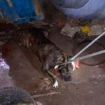 Mordida mortal: Pitbull mata a un niño en su propia casa en El Salvador Pitbull mata a un niño en su propia casa en El Salvador