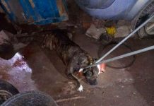 Mordida mortal: Pitbull mata a un niño en su propia casa en El Salvador Pitbull mata a un niño en su propia casa en El Salvador