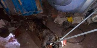 Pitbull mata a un niño en su propia casa en El Salvador
