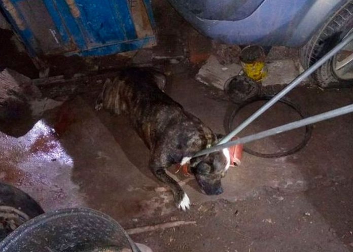 Pitbull mata a un niño en su propia casa en El Salvador