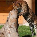 Un leopardo ataca con mordida a su cuidador de un zoológico en Argentina Un leopardo ataca con mordida a su cuidador de un zoológico en Argentina