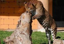 Un leopardo ataca con mordida a su cuidador de un zoológico en Argentina Un leopardo ataca con mordida a su cuidador de un zoológico en Argentina