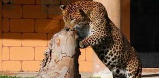 Un leopardo ataca con mordida a su cuidador de un zoológico en Argentina