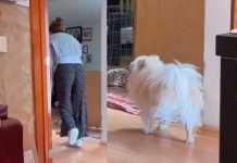 Viral: Perrito imita a su dueña que camina en muletas Viral: Perrito imita a su dueña que camina en muletas