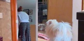Viral: Perrito imita a su dueña que camina en muletas
