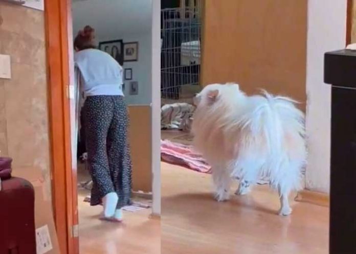 Viral: Perrito imita a su dueña que camina en muletas