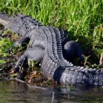 ¡Por poco pierde la pierna! Turista confunde a Caimán con un perro
