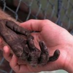 Paciente con viruela del mono huye de hospital en México