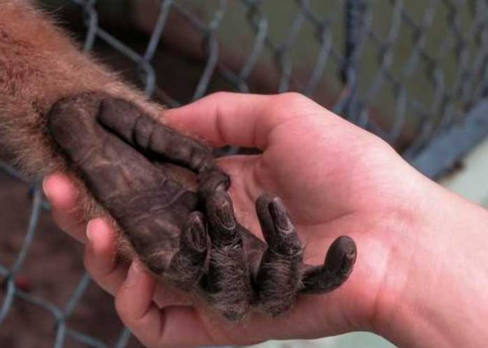 Paciente con viruela del mono huye de hospital en México