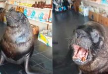 Un lobo marino atiende en un local e incluso «discute» con los clientes Un lobo marino atiende en un local e incluso "discute" con los clientes