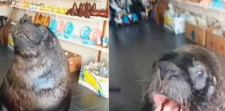 Un lobo marino atiende en un local e incluso "discute" con los clientes