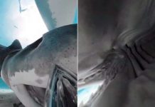 Tiburón se traga una cámara y muestra impresionantes imágenes del interior Tiburón se traga una cámara y muestra impresionantes imágenes del interior