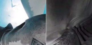Tiburón se traga una cámara y muestra impresionantes imágenes del interior