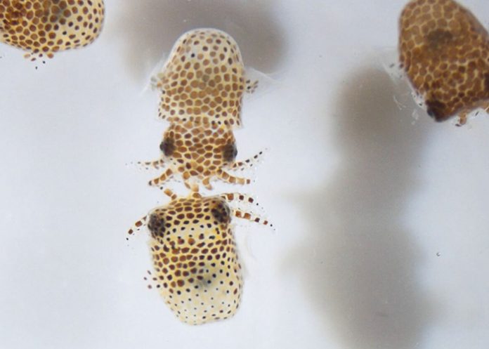 ¿Por qué la NASA envía tardígrados y sepiólidas al espacio?