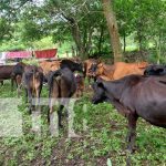 Estudiantes de Veterinaria afianzan conocimientos en Jinotega