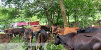Estudiantes de Veterinaria afianzan conocimientos en Jinotega