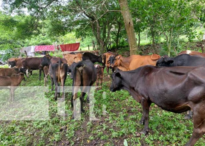 JINOTEGA-1 Estudiantes de Veterinaria afianzan conocimientos en Jinotega