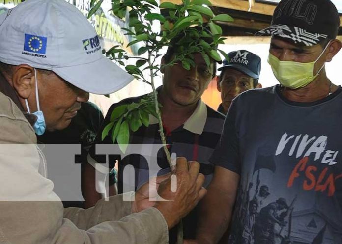 Productores de Madriz mejoran conocimientos de injertos