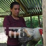 Foto: Mujer emprende exitoso negocio de aves exóticas en Rivas / TN8