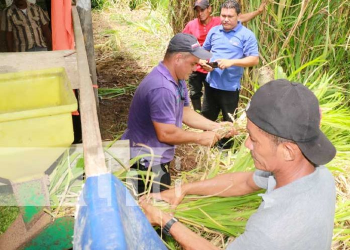 Siuna: Productores reciben capacitación de alimento balanceado de ganado