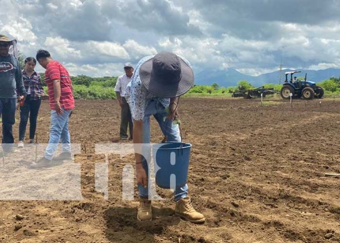 INTA promueve variedades de soya entre productores de Chinandega
