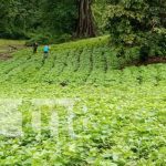 Productores de Nicaragua esperan cosechas con buen rendimiento Buena producción agrícola 2022 en Nicaragua