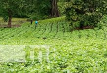 Buena producción agrícola 2022 en Nicaragua