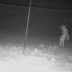 Captada una extraña criatura en zoológico