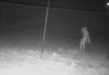 Graban supuesto «hombre lobo» en Estados Unidos Captada una extraña criatura en zoológico