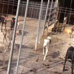 ¡Desalmado! Hombre mataba animales para vender su sangre en España Rescatan 300 animales de una finca en España