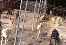 ¡Desalmado! Hombre mataba animales para vender su sangre en España Rescatan 300 animales de una finca en España
