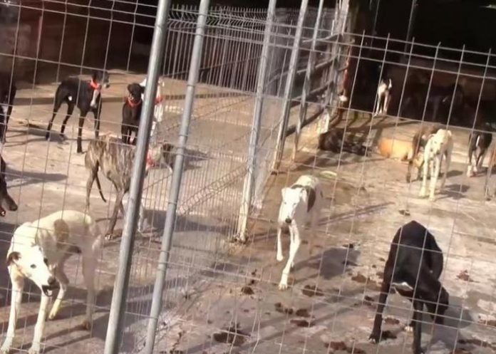 Rescatan 300 animales de una finca en España 