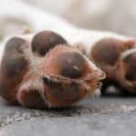 ¡Macabro! Dejan más de 100 cadáveres de perritos en bolsas negras en México ¡Macabro! Dejan más de 100 cadáveres de perritos en bolsas negras en México