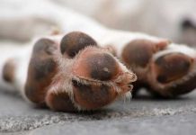 ¡Macabro! Dejan más de 100 cadáveres de perritos en bolsas negras en México