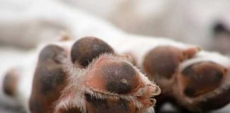 ¡Macabro! Dejan más de 100 cadáveres de perritos en bolsas negras en México