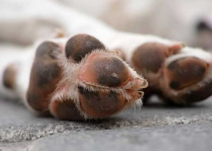 ¡Macabro! Dejan más de 100 cadáveres de perritos en bolsas negras en México