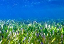 ¡Insólito! Descubren en Australia la planta más grande en la tierra Descubrimiento en Australia sorprendió a los científicos